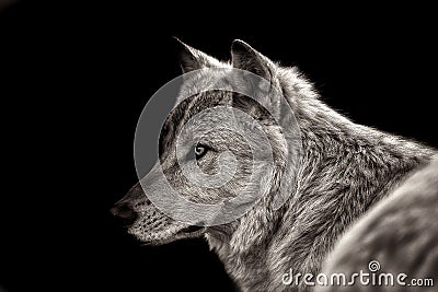 Arctic wolf Stock Photo