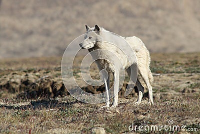 Arctic Wolf Stock Photo