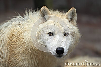 Arctic wolf Stock Photo