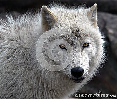 Arctic Wolf Stock Photo