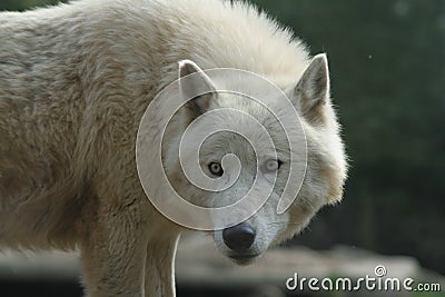 Arctic wolf Stock Photo