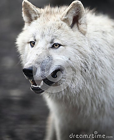 Arctic Wolf (Canis Lupus Arctos) Stock Photography - Image: 13397972