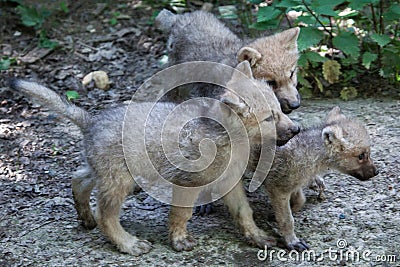 Arctic wolf Canis lupus arctos Stock Photo