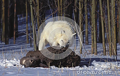 Arctic Wolf, canis lupus tundrarum, Adult with a Kill, a Wapiti Female, Alaska Stock Photo