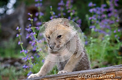 Arctic Wolf, canis lupus tundrarum, Pup with Flowers, Alaska Stock Photo