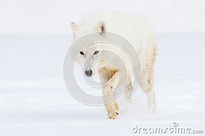 Arctic wolf on hunt Stock Photo