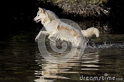 Arctic Wolf Stock Photo