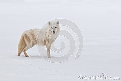 Arctic wolf Stock Photo