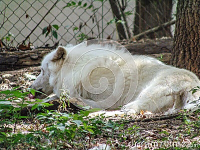 an arctic wolf sits on the ground at the zoo Stock Photo