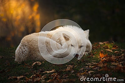 Arctic wolf Stock Photo