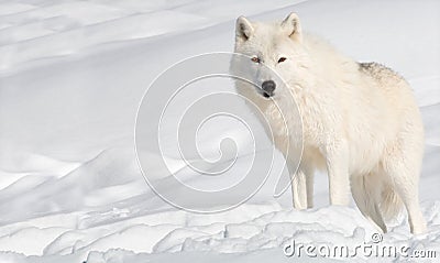 Arctic Wolf in Snow Stock Photo