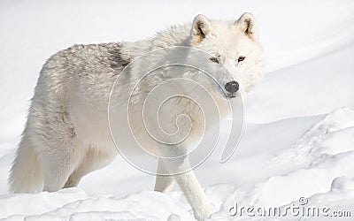 Arctic Wolf in Snow Stock Photo