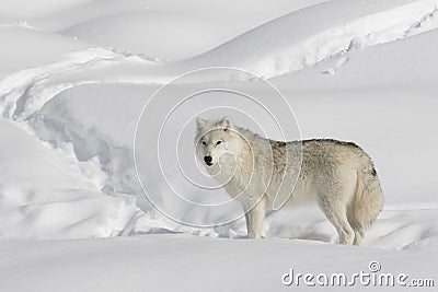 A lone Arctic wolf Canis lupus arctos isolated on white background walking in the winter snow in Canada Stock Photo