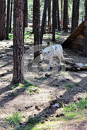 Arctic Wolf Stock Photo