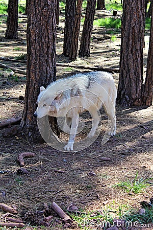 Arctic Wolf Stock Photo