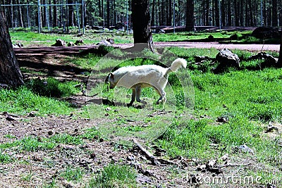 Arctic Wolf Stock Photo