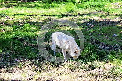 Arctic Wolf Stock Photo