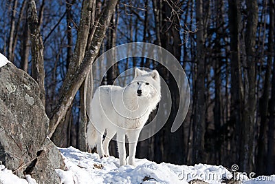 A lone Arctic wolf (Canis lupus arctos) walking in the winter snow in Canada Stock Photo