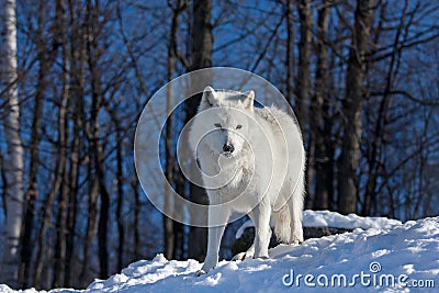 A lone Arctic wolf (Canis lupus arctos) walking through the snow in winter in Canada Stock Photo