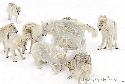 Arctic wolves Canis lupus arctos isolated against a white background playing in the winter snow Canada Stock Photo