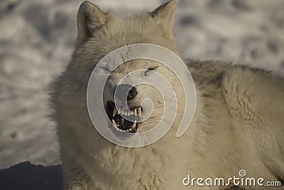 Arctic wolves Stock Photo