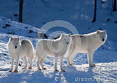 Arctic wolves Canis lupus arctos isolated on white background playing in the winter snow in Canada Stock Photo