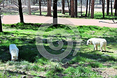 Arctic Wolves Stock Photo