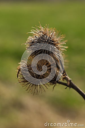 Arctium lappa, commonly called greater burdock, gob?, edible burdock, lappa, beggar's buttons, thorny burr, or happy major Stock Photo