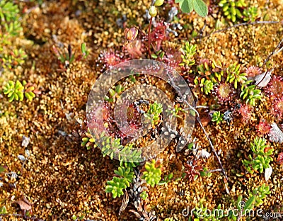 Arctostaphylos uva-ursi low shrub, also known as Kinnikinnick or bearberry Stock Photo
