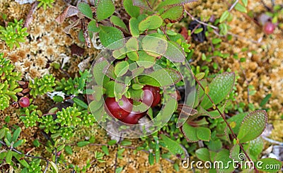 Arctostaphylos uva-ursi low shrub, also known as Kinnikinnick or bearberry Stock Photo