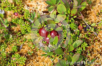 Arctostaphylos uva-ursi low shrub, also known as Kinnikinnick or bearberry Stock Photo