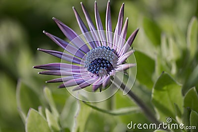 Arctotis grandis. Close, plants. Stock Photo