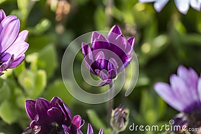 Arctotis grandis. Close, plants. Stock Photo