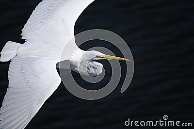 Ardea alba, great egret Stock Photo