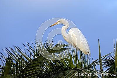 Ardea alba, great egret Stock Photo