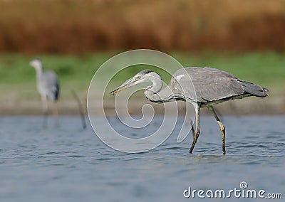 Ardea cinerea Stock Photo