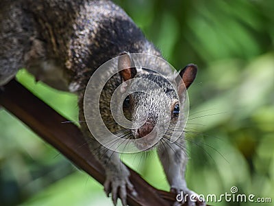 Ardilla hembra curiosa Stock Photo