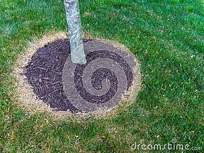 Area around a tree trunk treated with weed killer Stock Photo