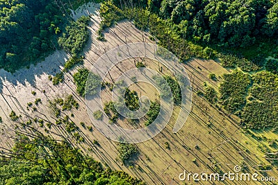 The area of the destroyed forest through the swamp Stock Photo