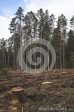 The area of felled forest. Cutted trees. Pine forest area Stock Photo