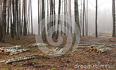 Area of illegal deforestation of vegetation in the forest Stock Photo