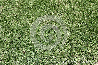 An area of short, mown grass in a yard, garden, or park. Green grass for background Stock Photo