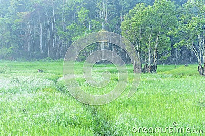 Area in Suoi Tia near Ho Tuyen Lam lake, Da Lat city, Vietnam Stock Photo