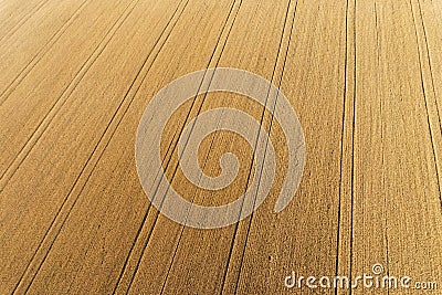 Areal view of corn field Stock Photo