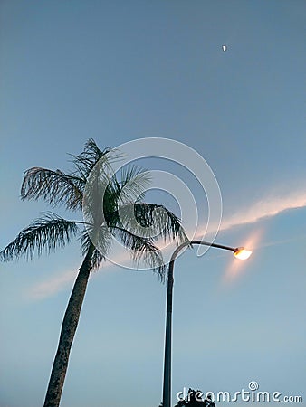 Areca nut trees, lampposts and blue sky Stock Photo