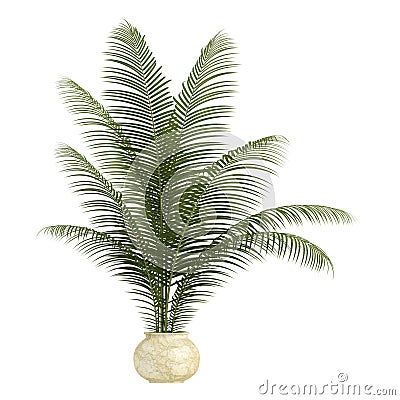 Areca palm houseplant Stock Photo