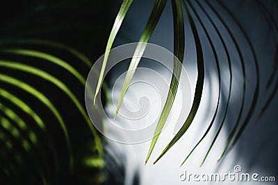 Areca Palm Leaf in Summer Light. Sunlight made Shadow of Foliage Shading to the Wall. Tropical Botanical Tree Stock Photo