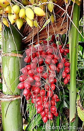 Areca triandra Roxb. ex Buch.-Ham. Fruit picture Stock Photo