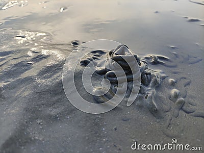 Arenicola marine on the beach sand Stock Photo