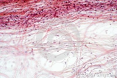 Areolar connective tissue under the microscope view Stock Photo